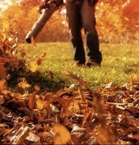 Leaves being cleared from a lawn with a leaf blower